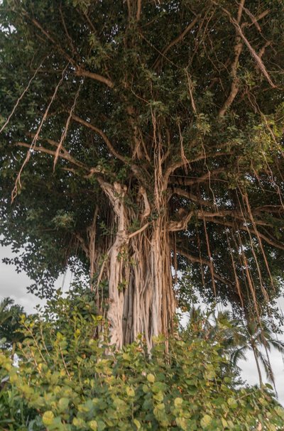 Tisíce let staré stromy s "hlídači", 5G technologie monitorující celý den